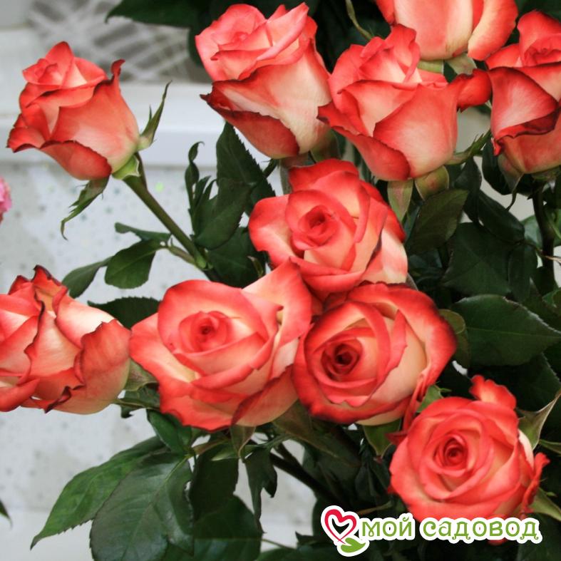 Роза чайно-гибридная Блаш