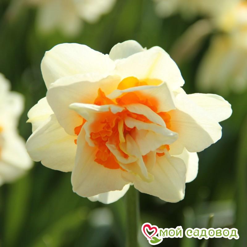 Нарцисс махровый Фэшн