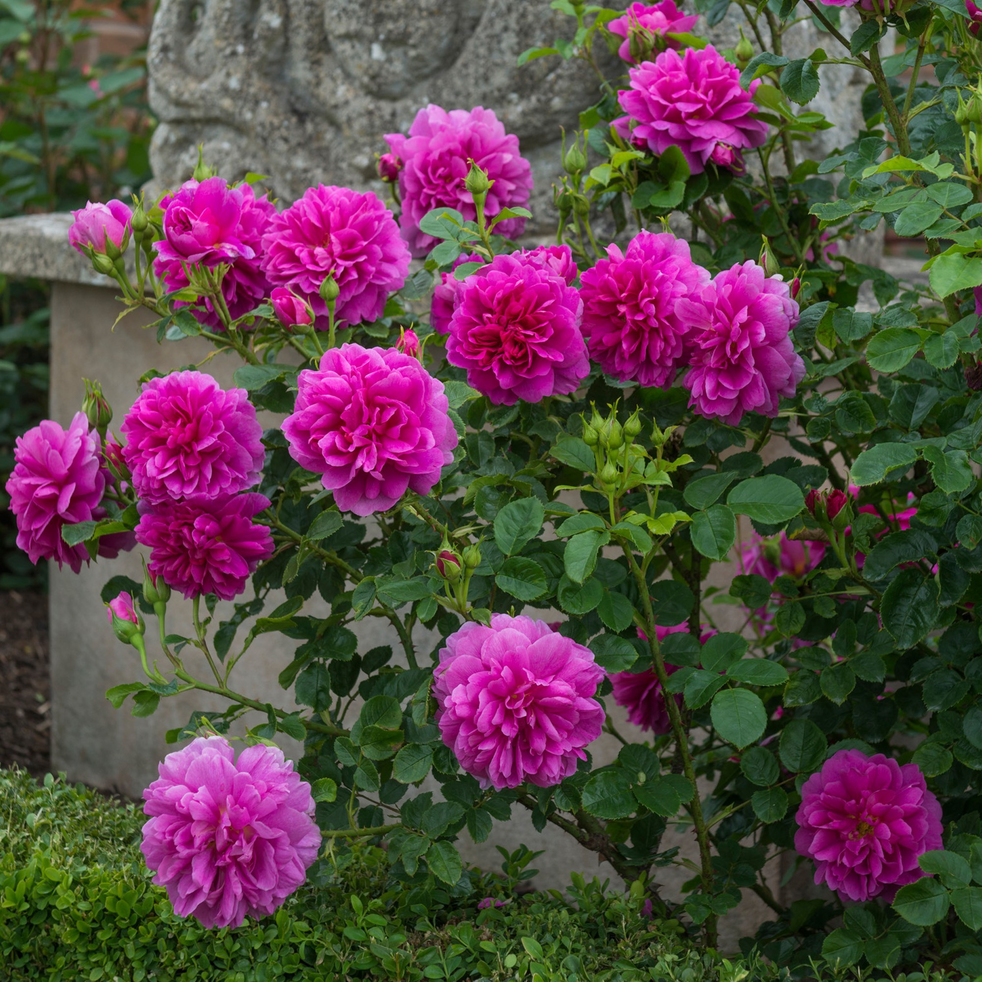 Роза Принцесса Анна