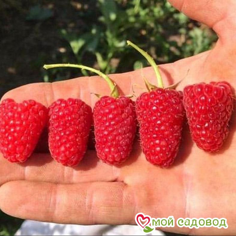 Малина Гордость России