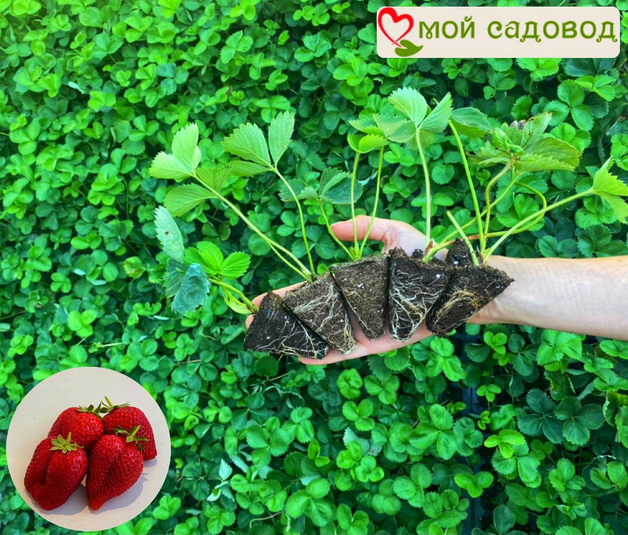 Клубника Эльсиноре