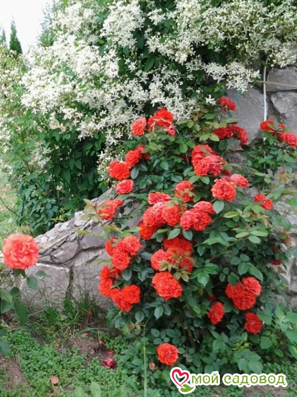 Роза Гримпант Оранж Мейландина плетистая