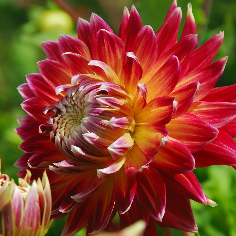 ГЕОРГИНА Акита (AKITA)