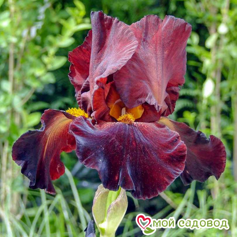 ИРИС ГЕРМАНСКИЙ СУЛТАН ПЭЛАС