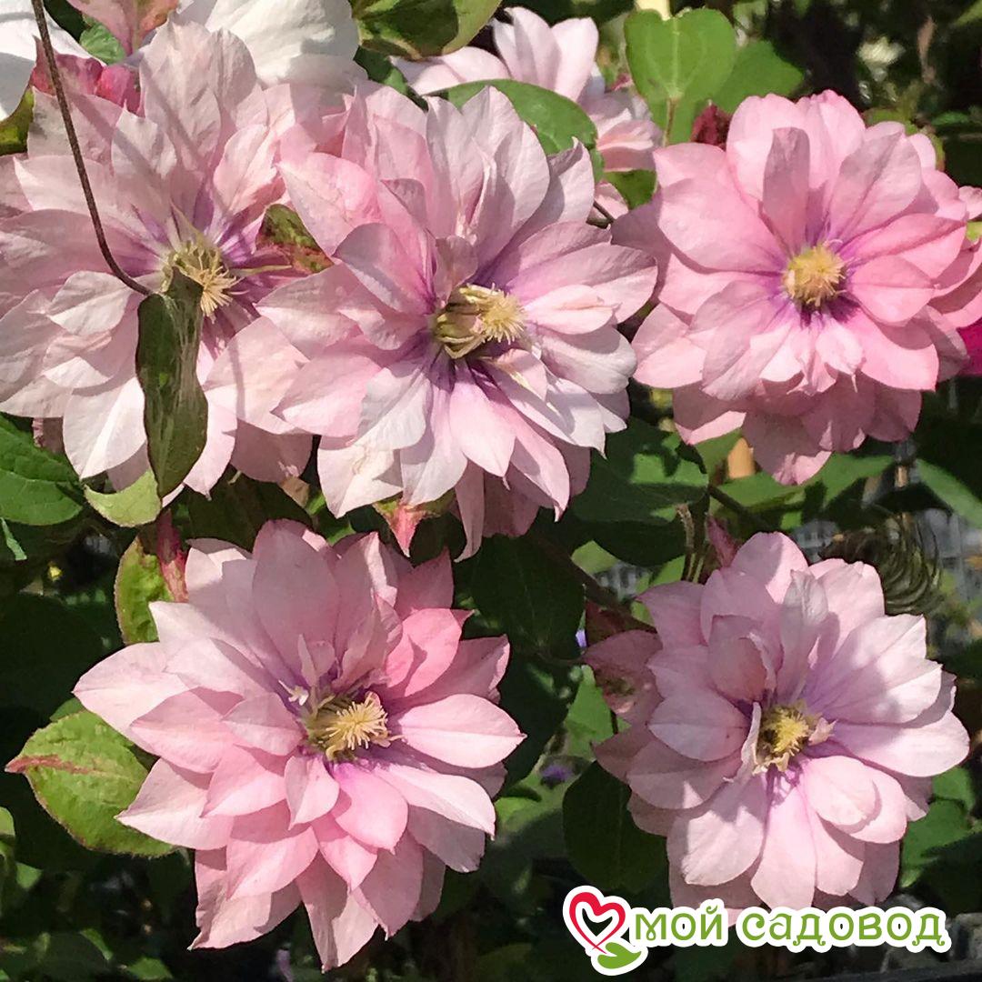 Клематис Пинк Пешн