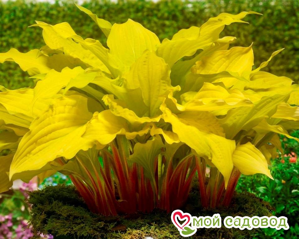 Хоста Липстик Блонд / Йеллоу