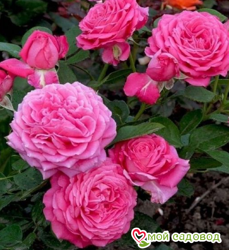 Роза Жанелли