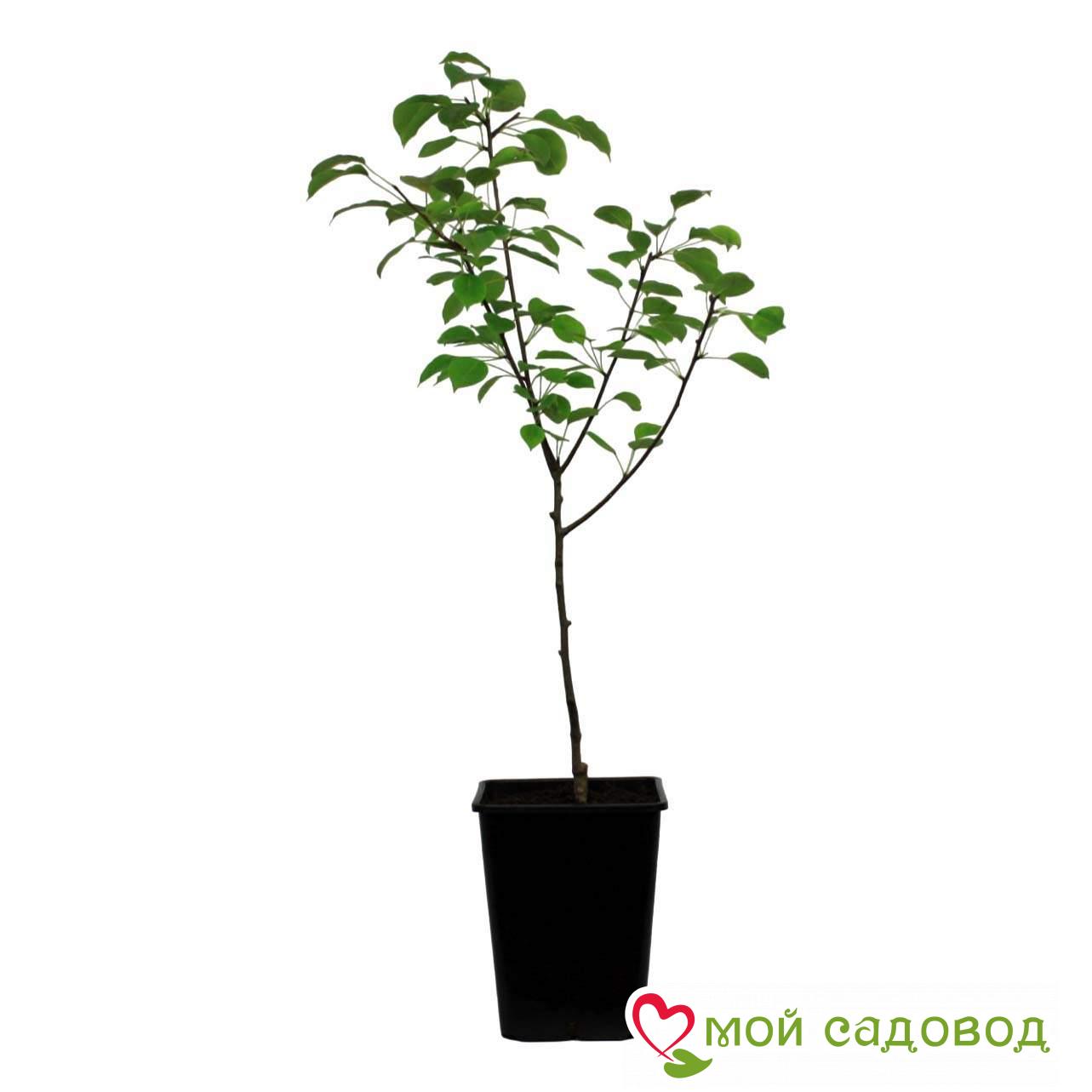 Груша Июньская